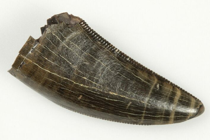 .9" Serrated Tyrannosaur Tooth - Judith River Formation